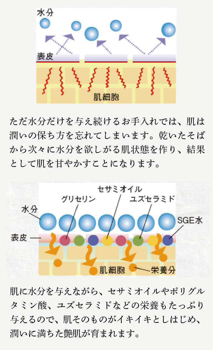 ゴマの恵みが角質層のすみずみまで行き渡り、潤いに満ちた艶肌を育みます
